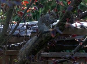 Squirrel7_IMG_2355