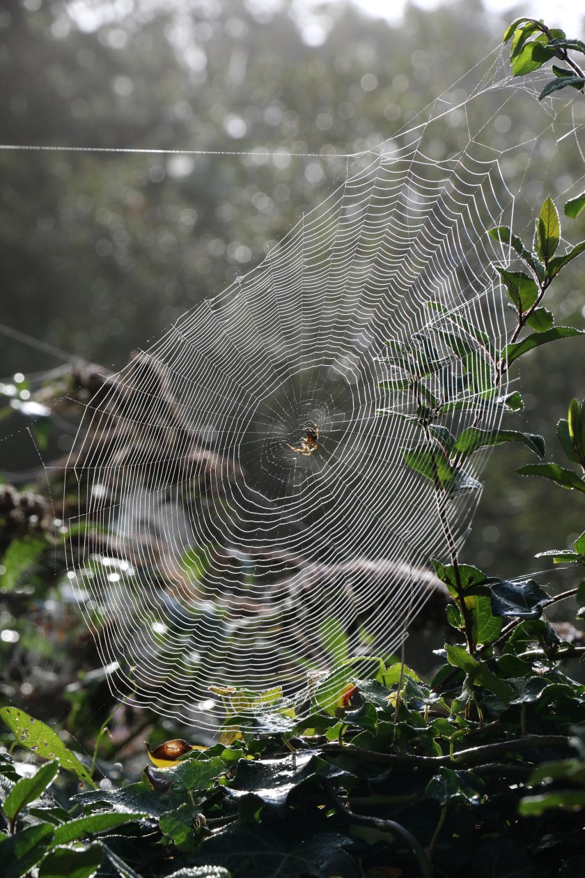 Cobweb & Spider