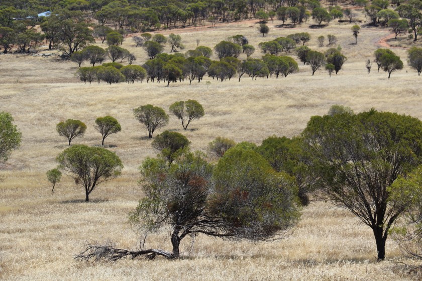 Countryside - Near Northam WA