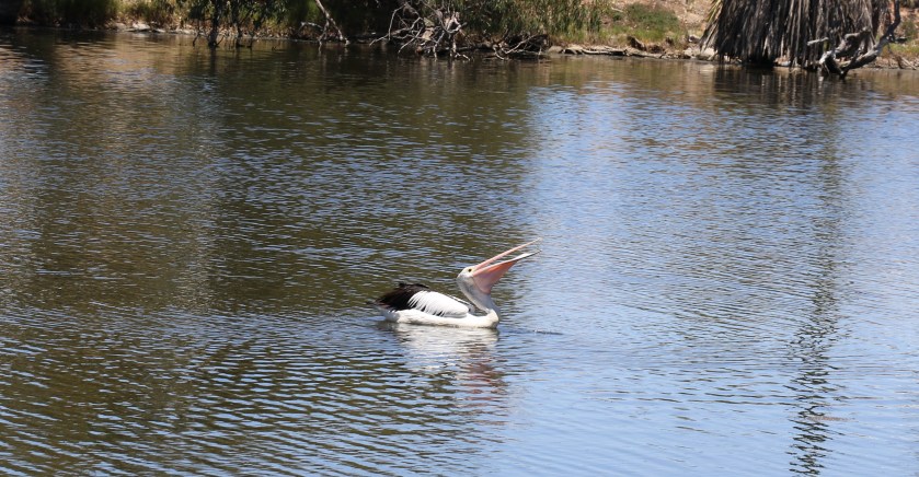Pelican - Northam Town Pool