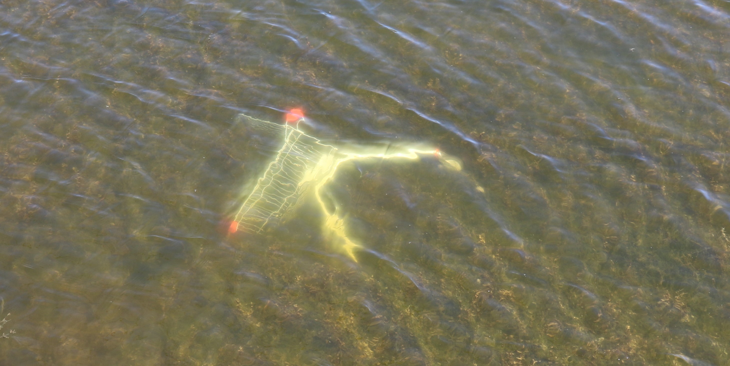The Ubiquitous Shopping Trolley - Scourge of the western world