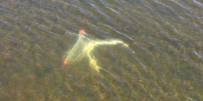 The Ubiquitous Shopping Trolley - Scourge of the western world