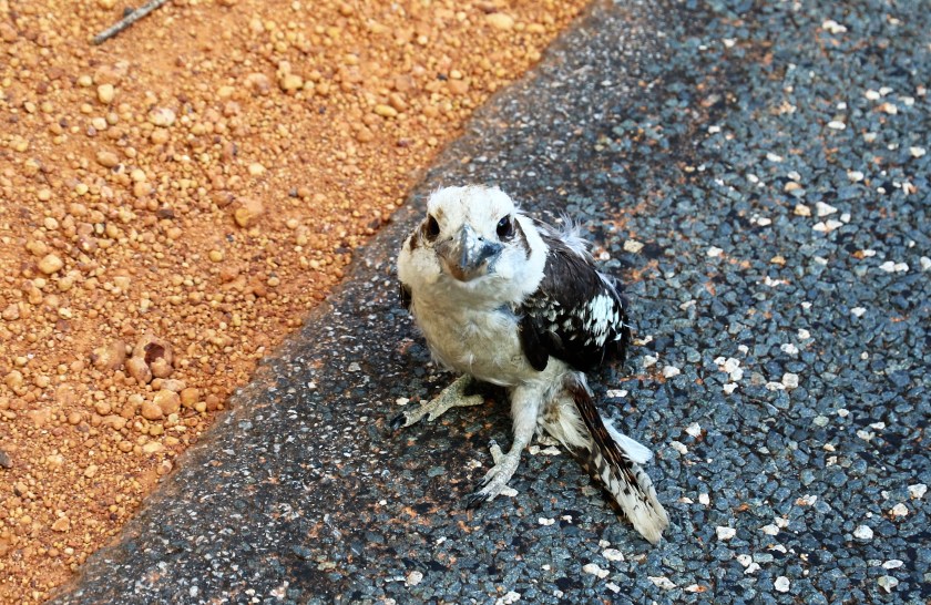 Kookaburra