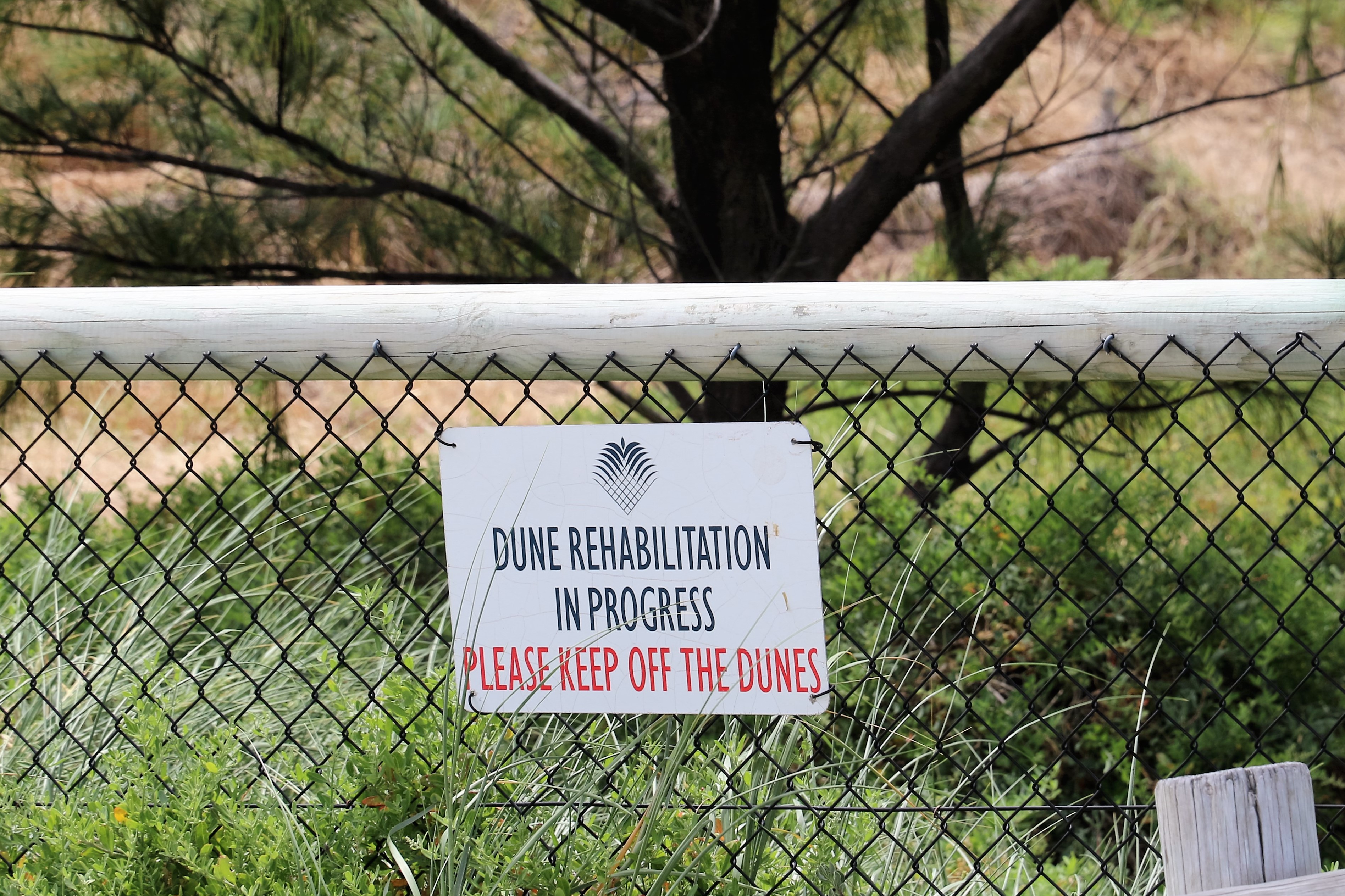 Dunes in Rehab - Hope they get over their addiction soon