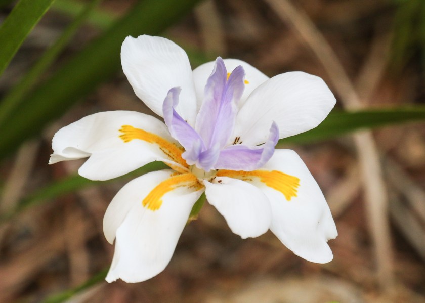 One of the many flowers in the grounds of the hotel