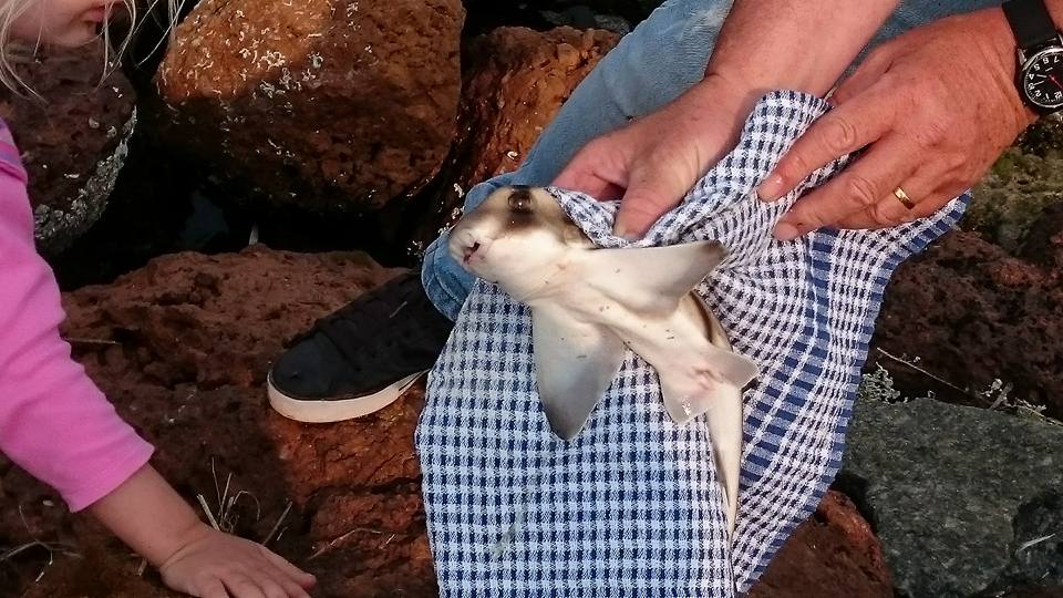 Port Jackson Shark - Emu Point, WA