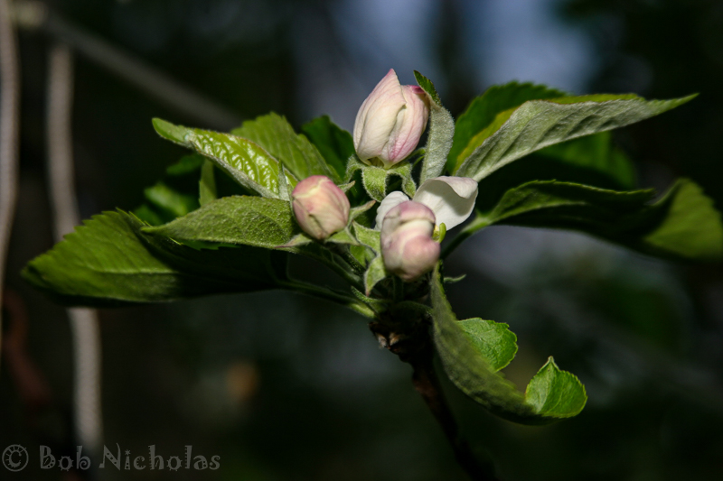AppleBlossom