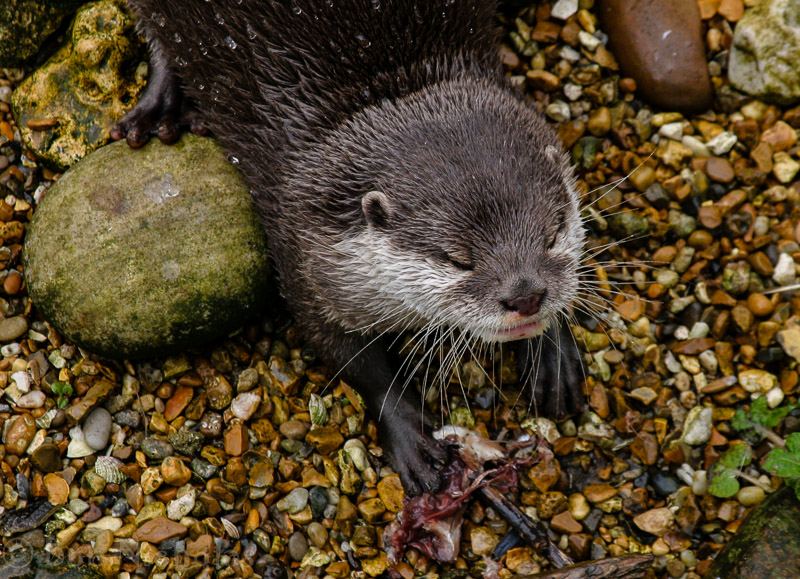 otter