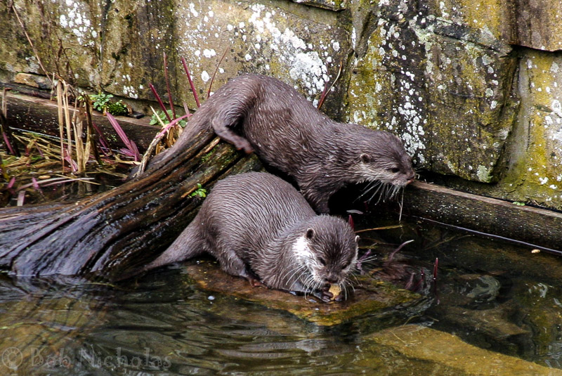 otters