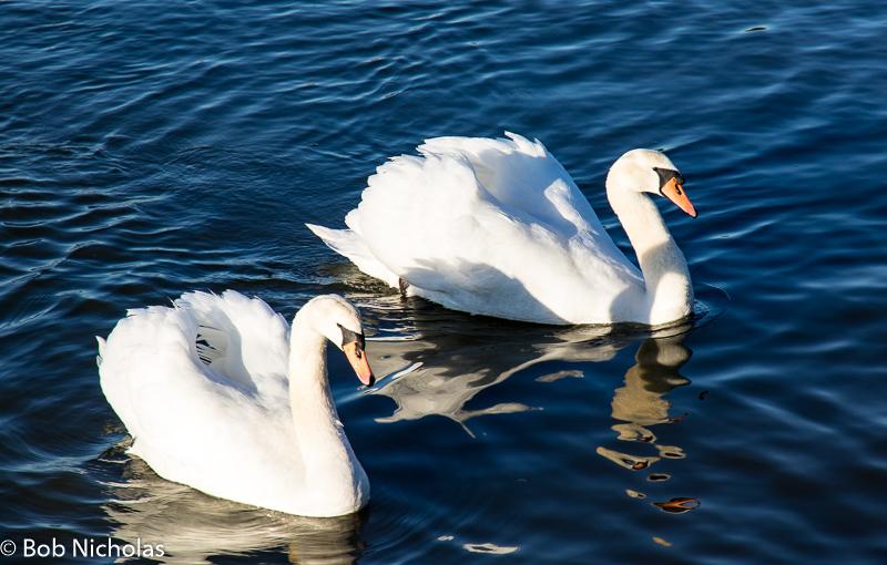 mudefordswans