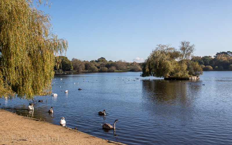 Petersfield Heath Lake
