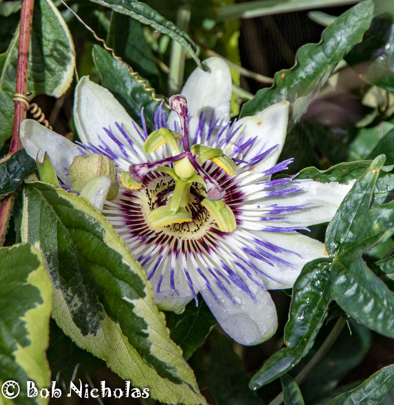 PassionFlower