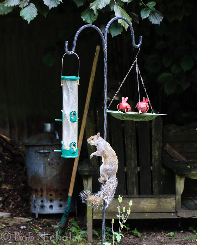 SquirrelFeeder