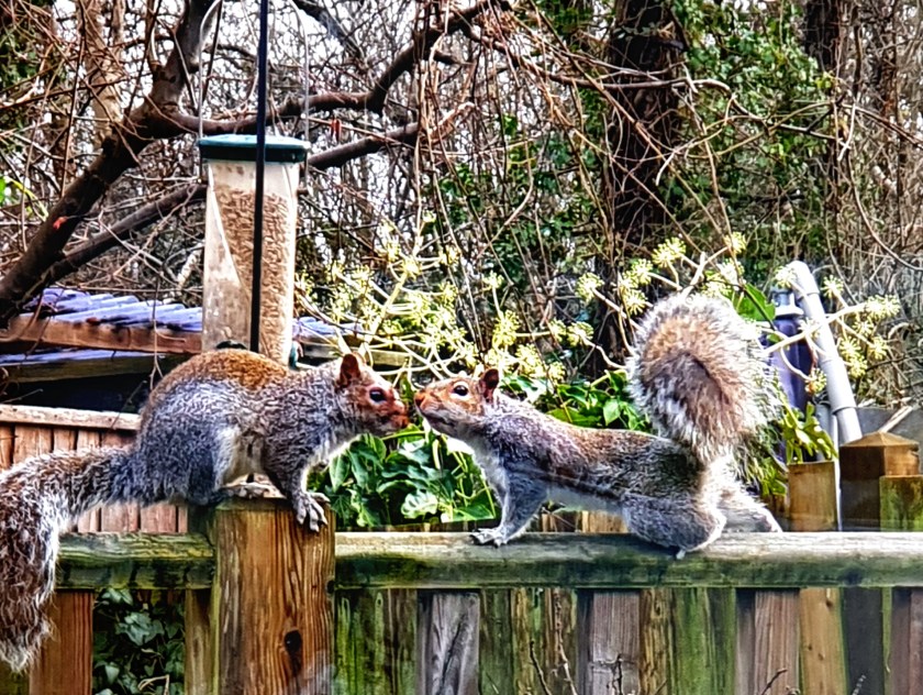 squirrels_cropped